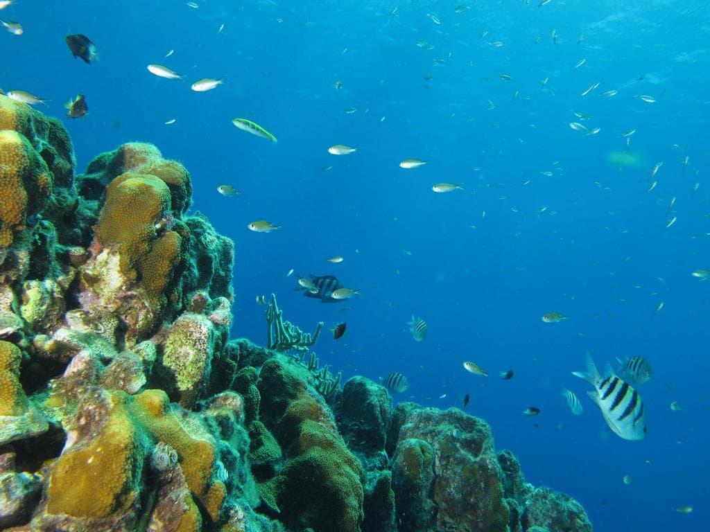 Scuba Lodge Lagun Beach 4