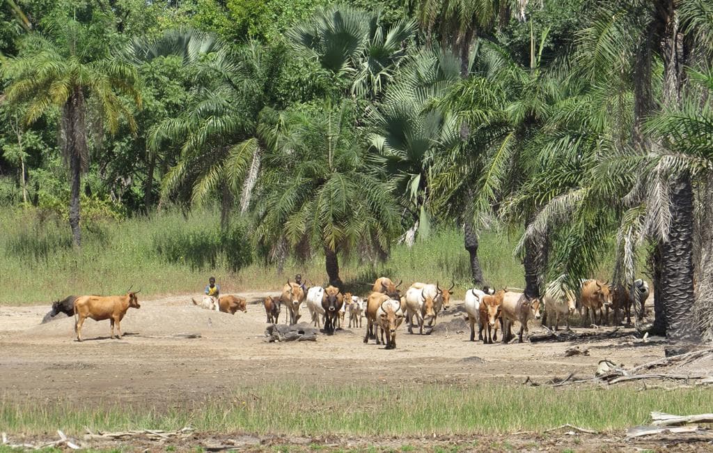 Ultiem genieten: 8-daagse Gambia reis Banjul inkl. verblijf €1.445