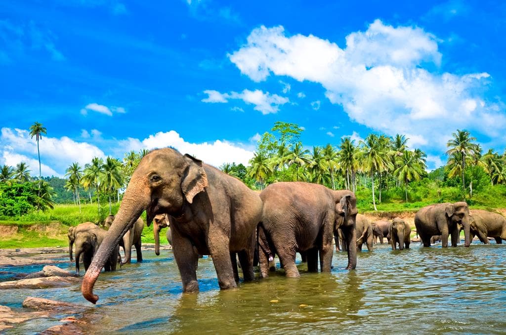 Ultiem genieten: 17-daagse fly & drive Sri Lanka parels vanaf €2319