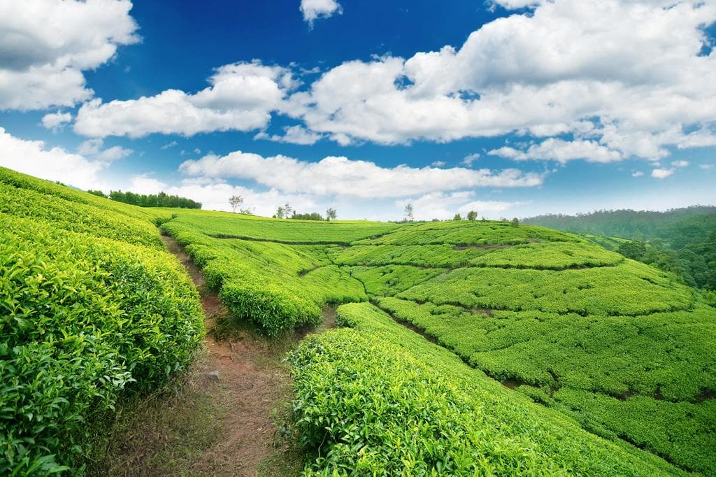 22-daagse rondreis Grand Tour Sri Lanka 2