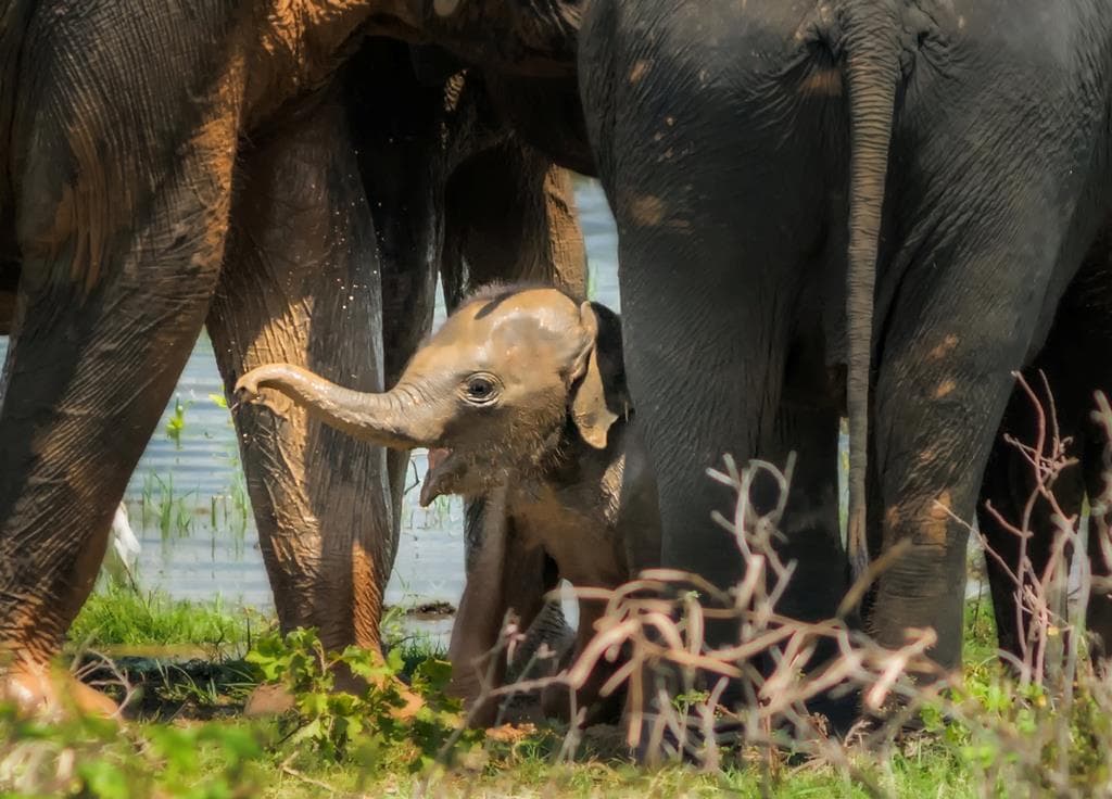 17 daagse singlereis Sri Lanka Klassiek 1