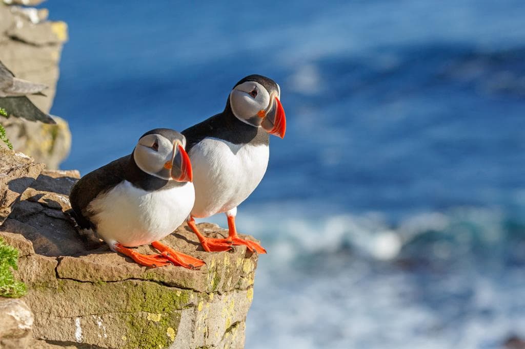 Ultiem genieten: 8-daagse Fly Drive IJsland vanaf €1.435 – Reykjavik & meer