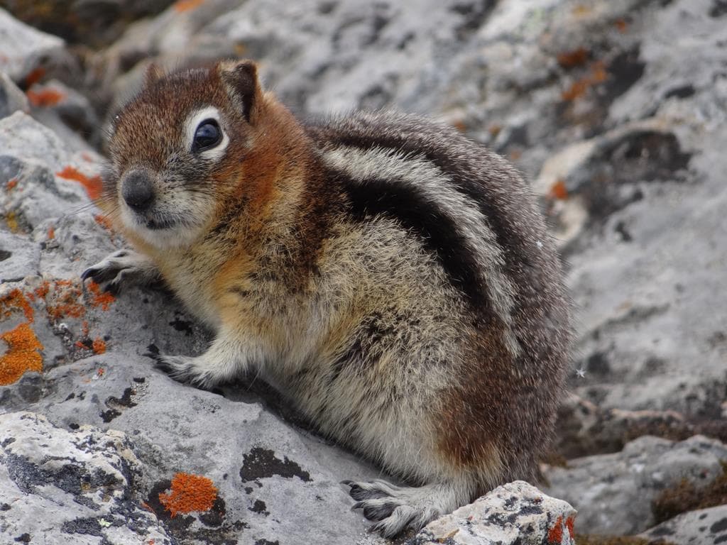 15 daagse fly drive Het beste van West Canada 3