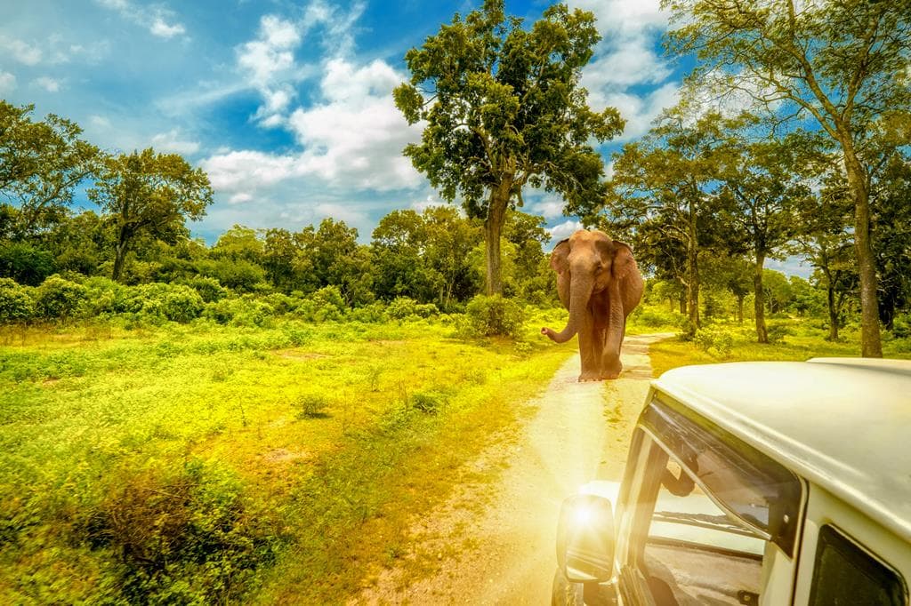 22-daagse rondreis Grand Tour Sri Lanka 4