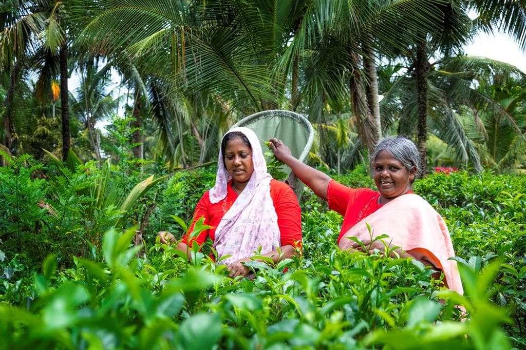 17 daagse fly drive Sri Lanka Klassiek 4