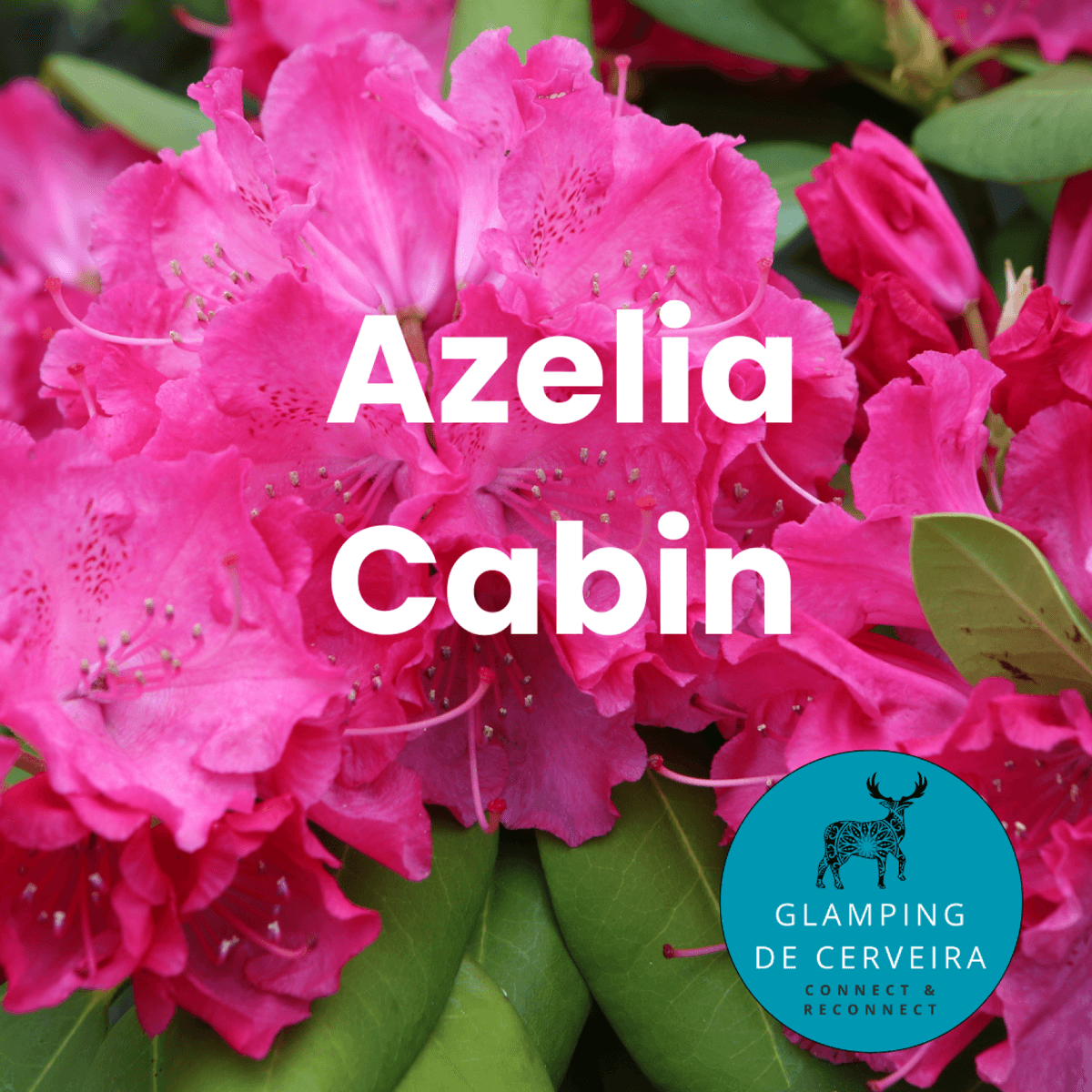 Azalea Cabin